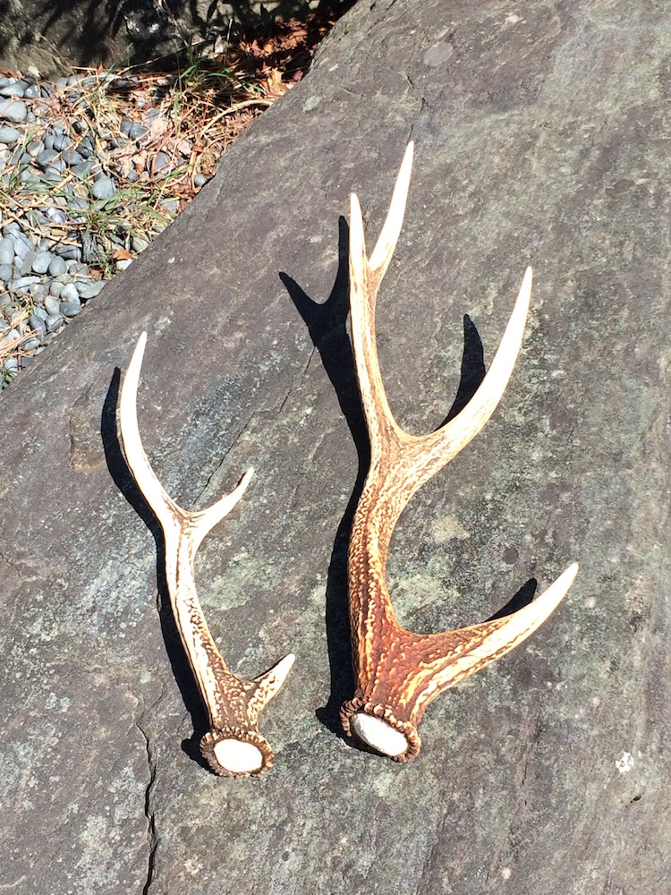 鹿の角 | 木工屋みしょう