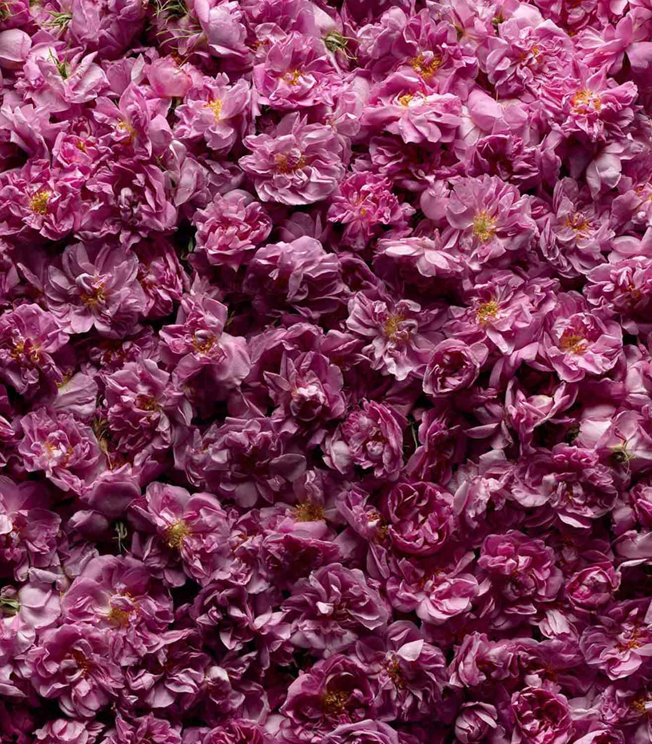 マリージャンヌの最新フレグランス：ロジエ｜唯一無二のスニーカー