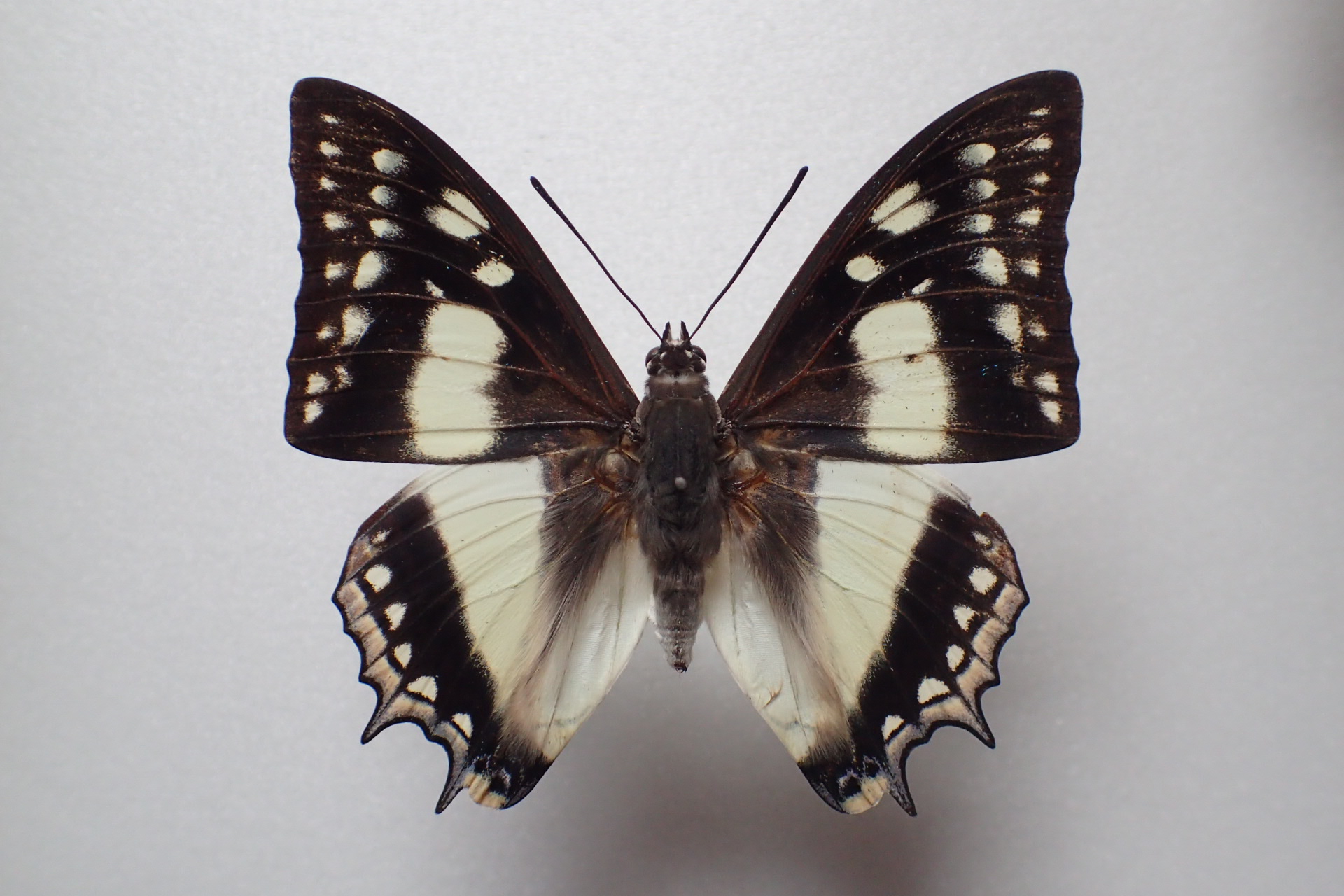 奄美大島のフタオチョウ（2021.2.10）