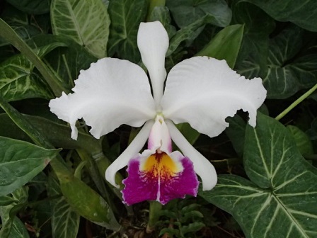 オーキッドメッセージ