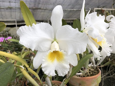 オーキッドメッセージ