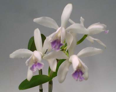 洋蘭.JP カトレア原種 CATTLEYA SPECIES