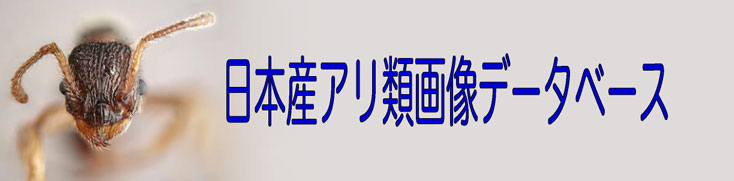 日本産アリ類画像データベース