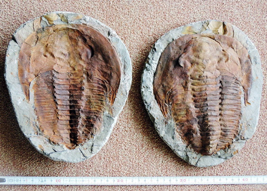 コレクション（化石）｜アートモルフォ -Art Morpho-