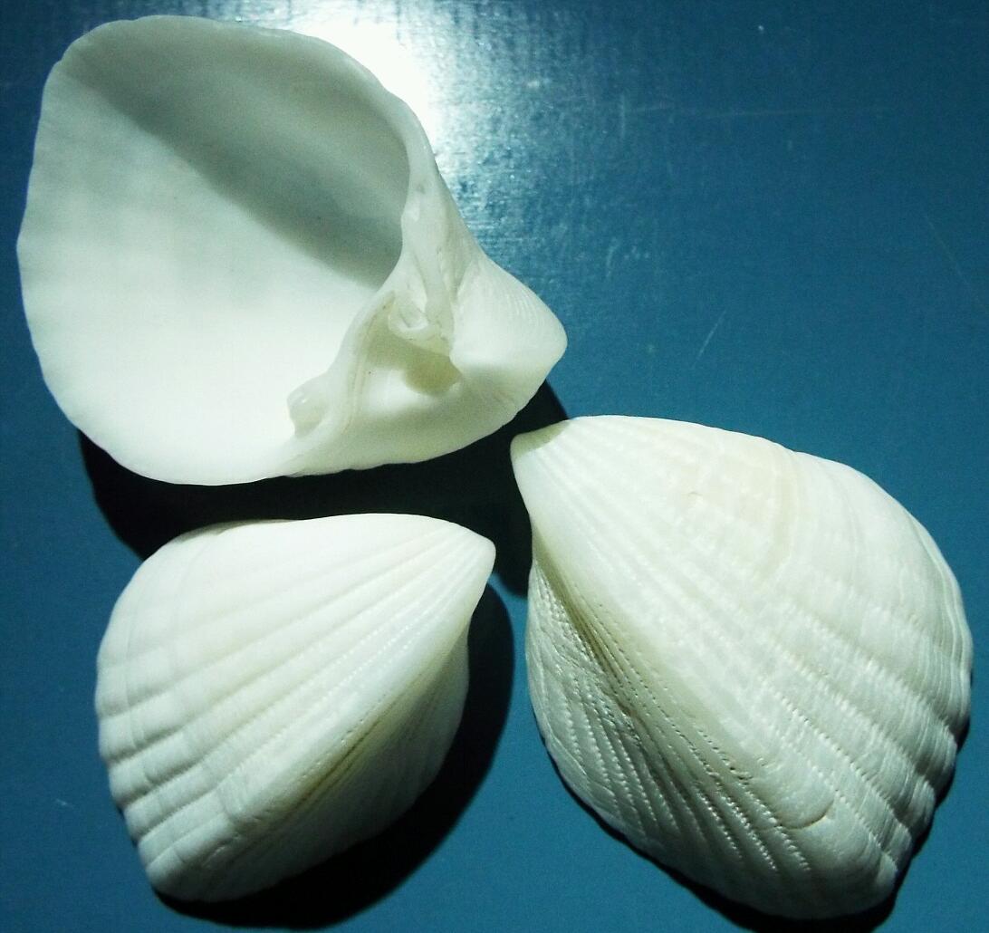 鹿児島県内で採集した「中型・小型・微小貝の貝殻280種類」 鹿児島