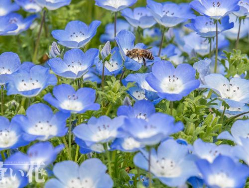 版画ヴィギュド青い基調の青い花々106/200