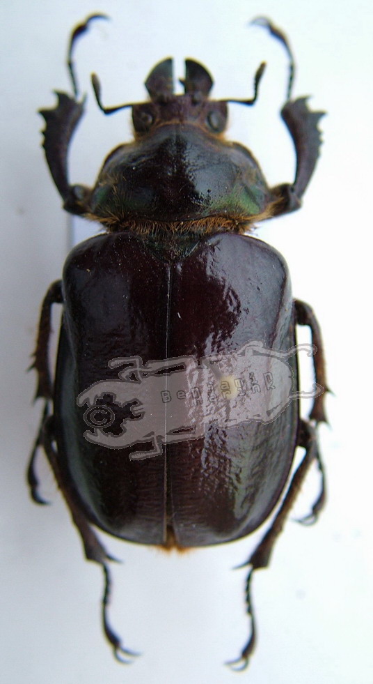 Sphaenognathus metallifer - Ben's Beetle Breeding Pages
