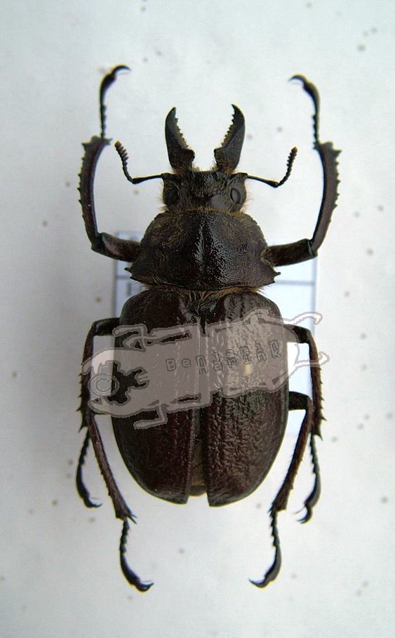 Sphaenognathus kolbei - Ben's Beetle Breeding Pages