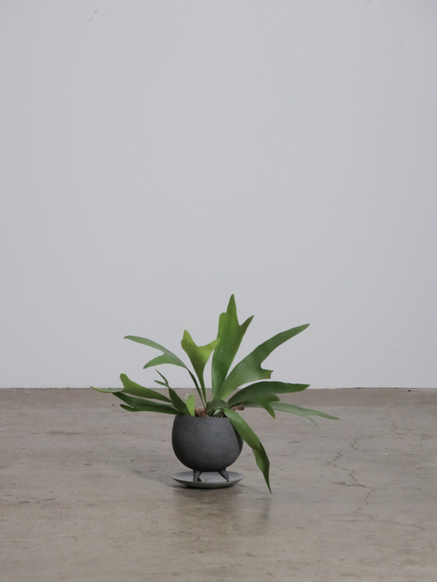 ビカクシダ ネザーランド