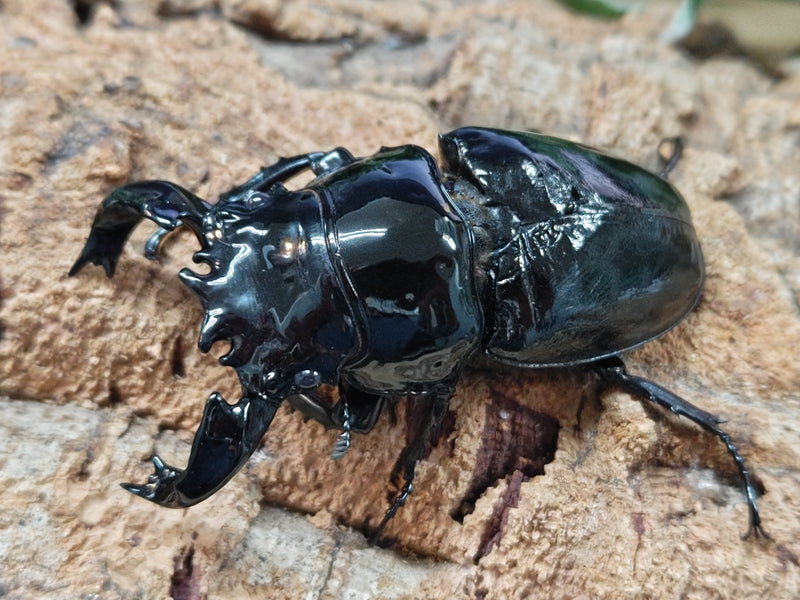 タランドゥスオオツヤクワガタ コンゴ 産 ペア（累代CB ♂A'81