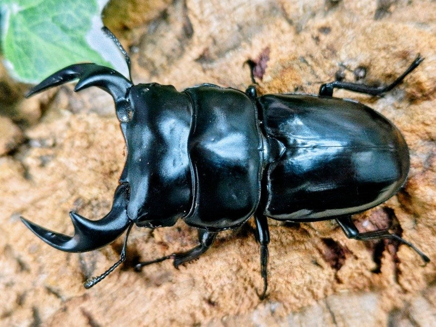 アンタエウスオオクワガタ ミャンマー チンヒル産 ペア（累代CB ♂78mm