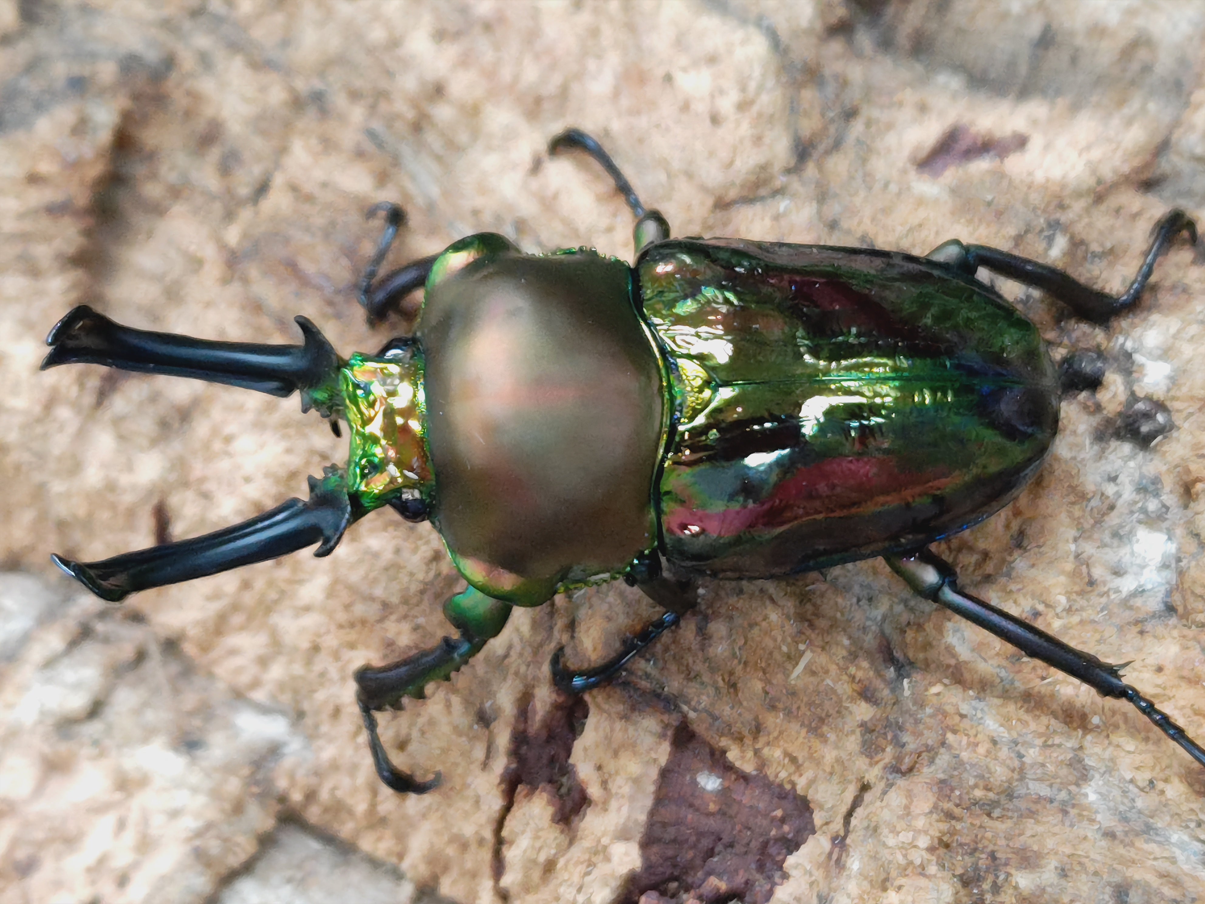 2025.6.1.新入荷!! – クワガタムシ・カブトムシ昆虫専門店COLORS