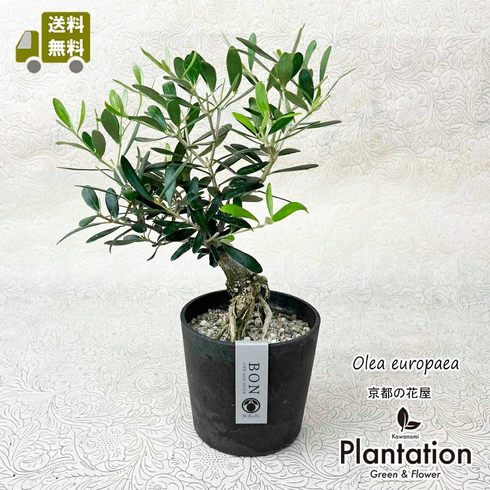 観葉植物 オリーブ SOUJU 175cm 10号 現品！オリーブ SOUJU 盆栽 No.1