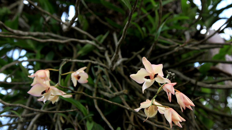 ミャンマーの野生ラン Wild orchids in myanmar