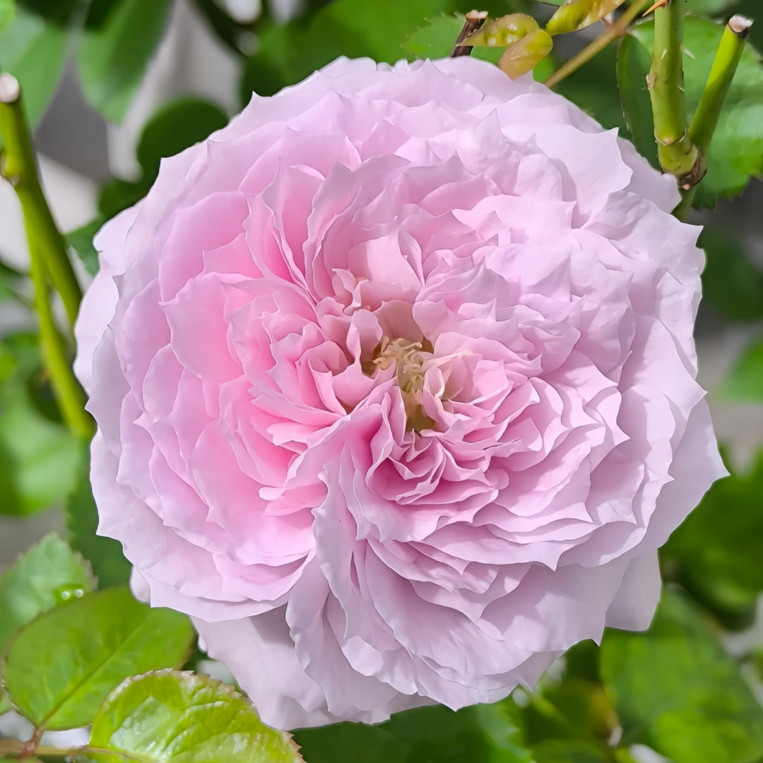 Repartil Rose-重启｜Japanese Cut Rose – Ergongzy Roses