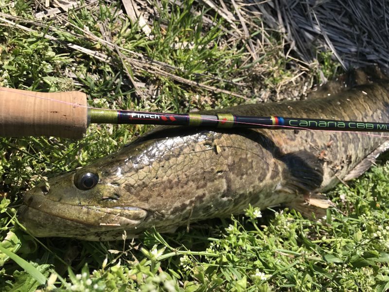 CANARIA68ML(カナリア68ML) - Fin‐ch