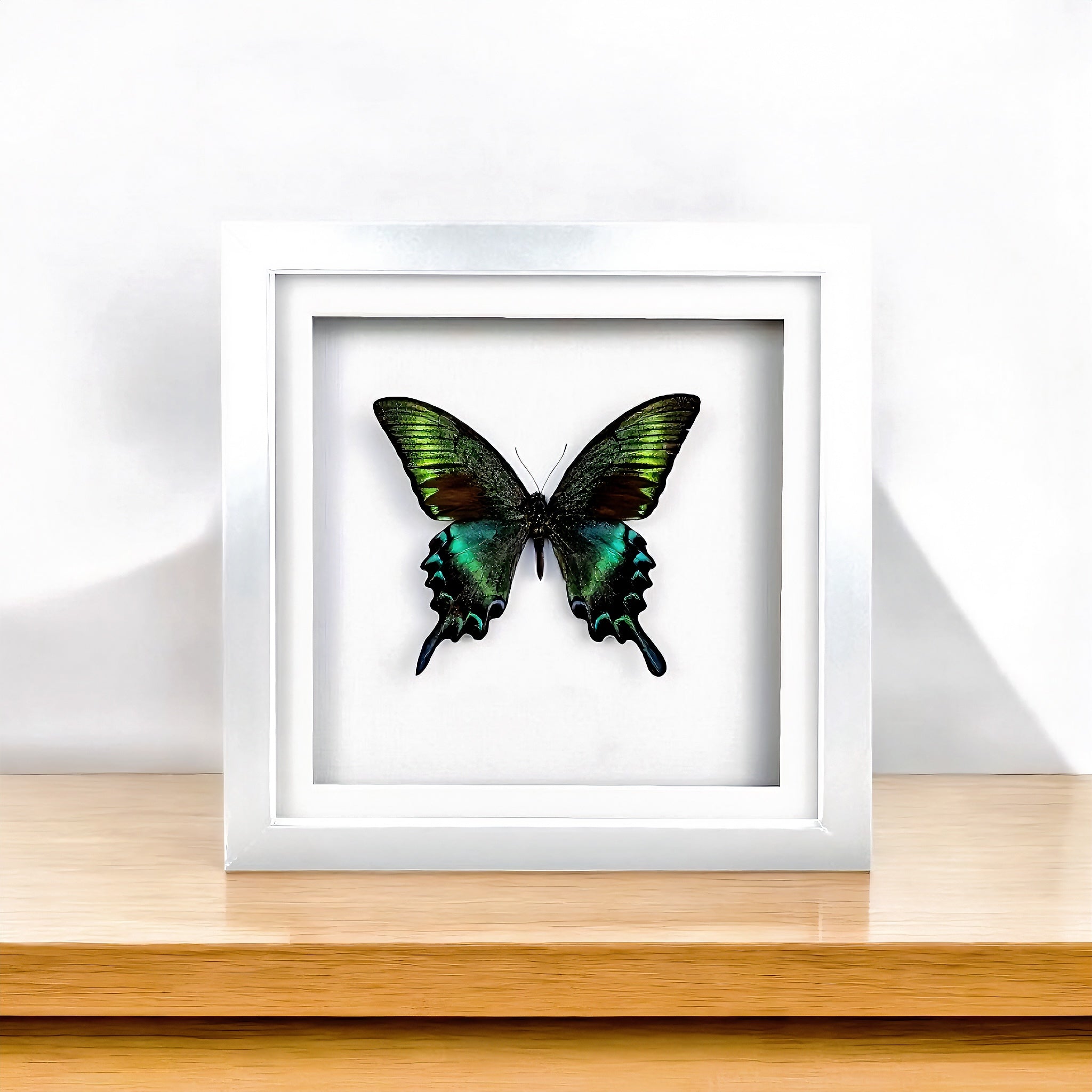 Papilio maackii , Alpine Black Swallowtail , framed butterfly