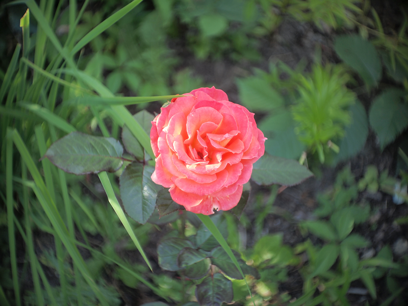 Bell & Howell Co. Super Comat 25mm f1.9 + 1 inch version