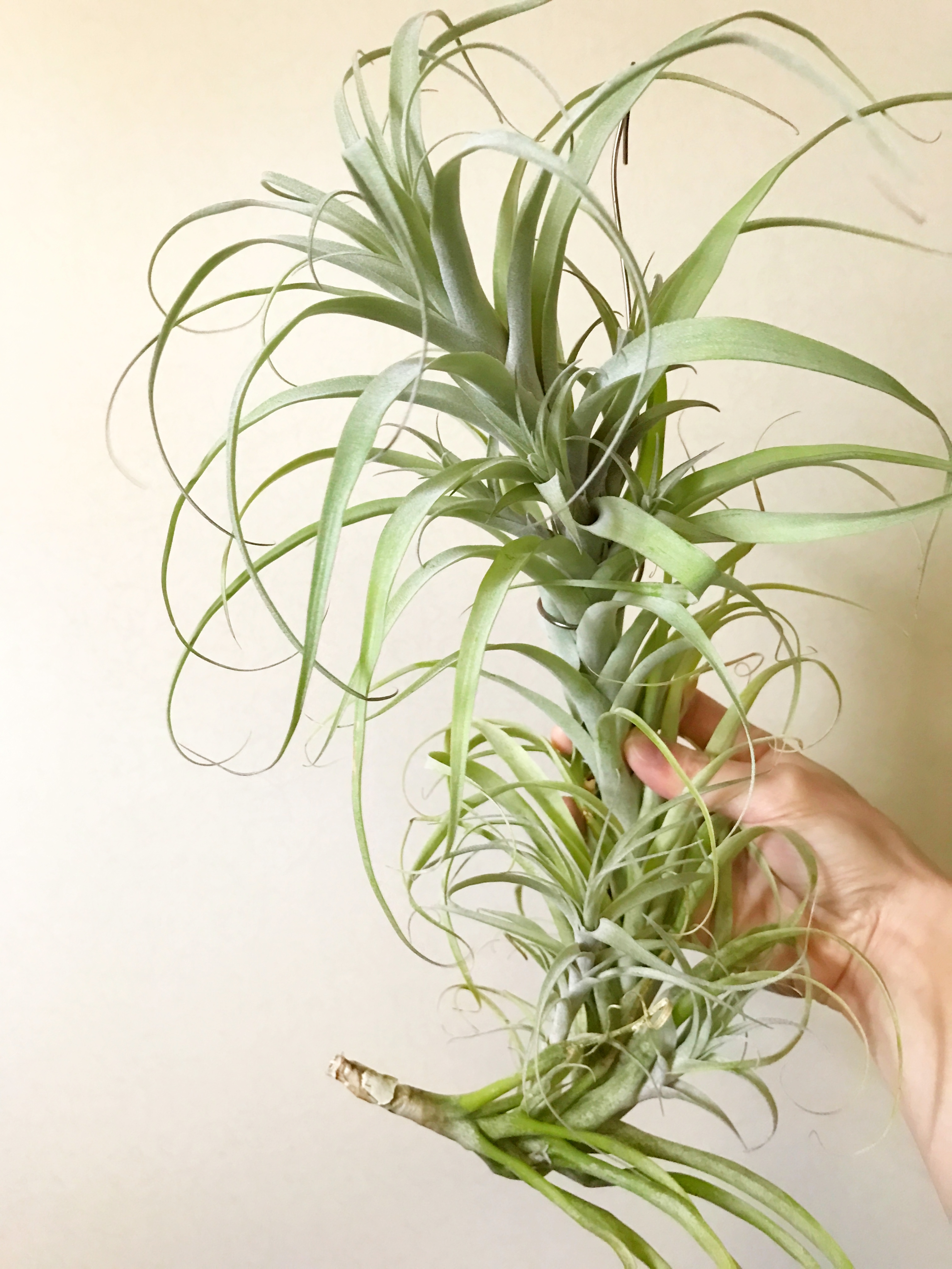 Frontier Plants】オンラインストア5月5日入荷予定のチランジア紹介