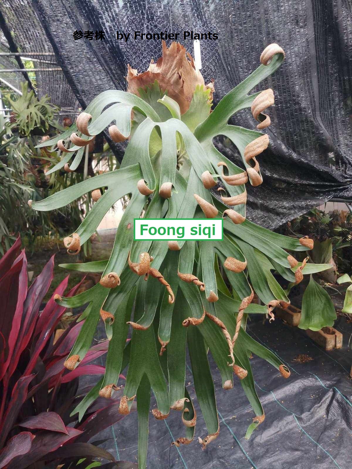 FSQ一覧 ビカクシダ・フーンシキ 胞子培養選抜 まとめ 忘備録