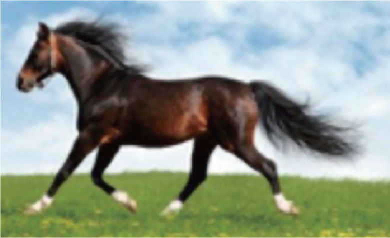 ボディコンシャスセラム Body Conscious Serum - gran-9