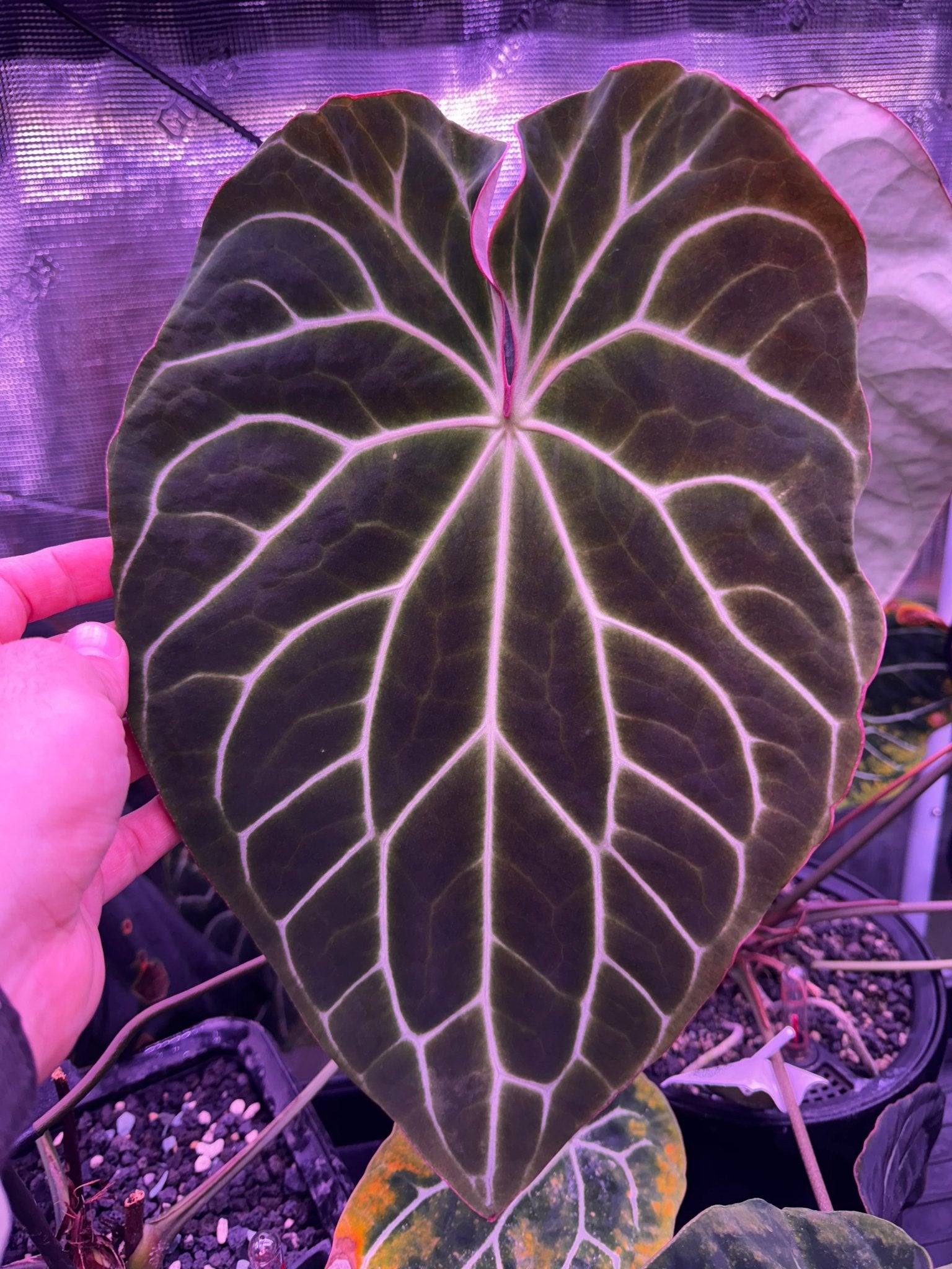 Carlablackiae Round x GPH001 #5 x Crystallinum Seeds | Granthuriums