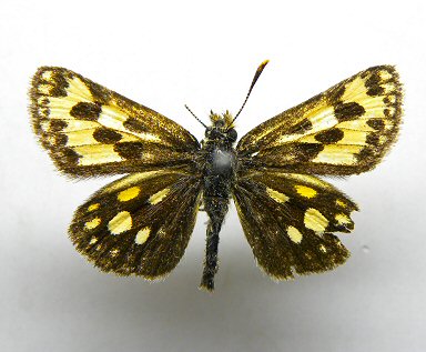 北海道生物図鑑「カラフトタカネキマダラセセリ」