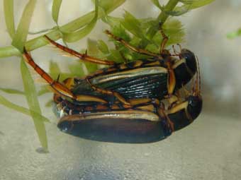 ゲンゴロウモドキの紹介と飼育繁殖