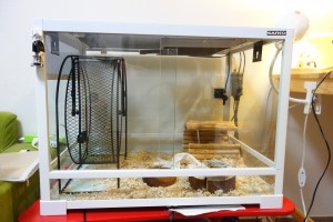 使用感】ハリネズミ用ガラスケージにパンテオンを使ってみた | 我が家