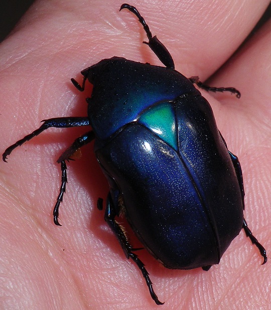 カナブン7 | 萌萌虫雑記帳