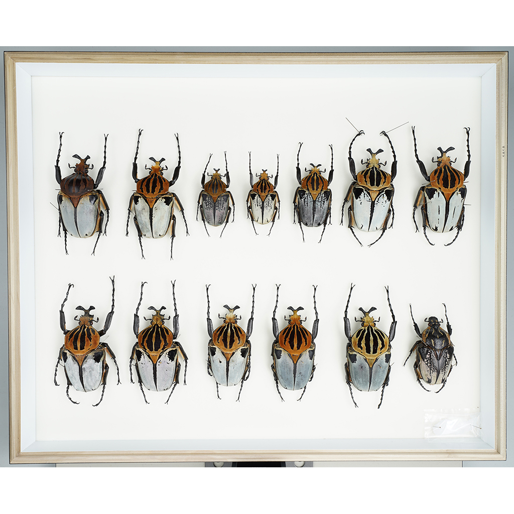 九大博物館 | カタモンオオツノハナムグリ (コガネムシ科) Coleoptera