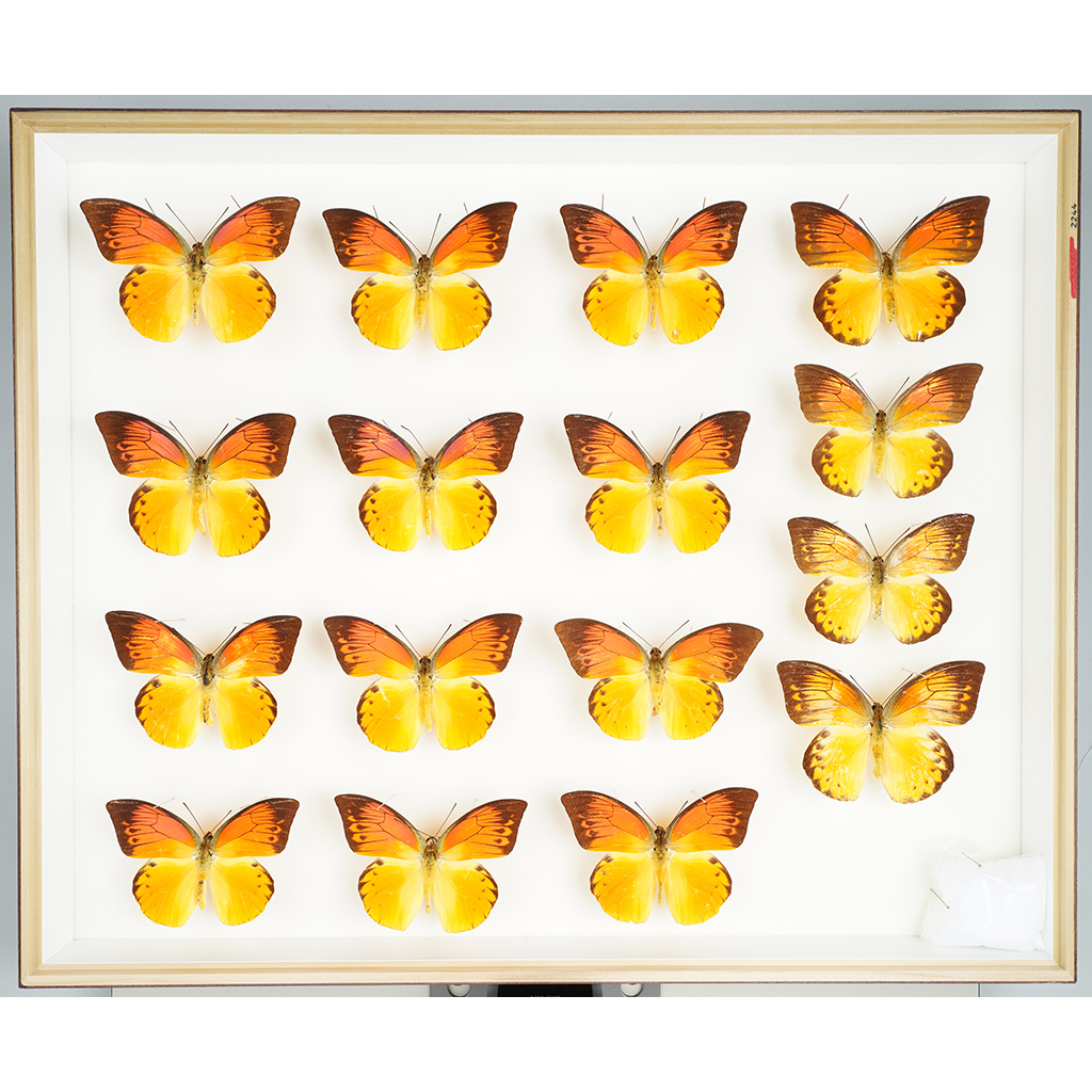 九大博物館 | デタニツマベニチョウ （シロチョウ科、ツマベニチョウ属