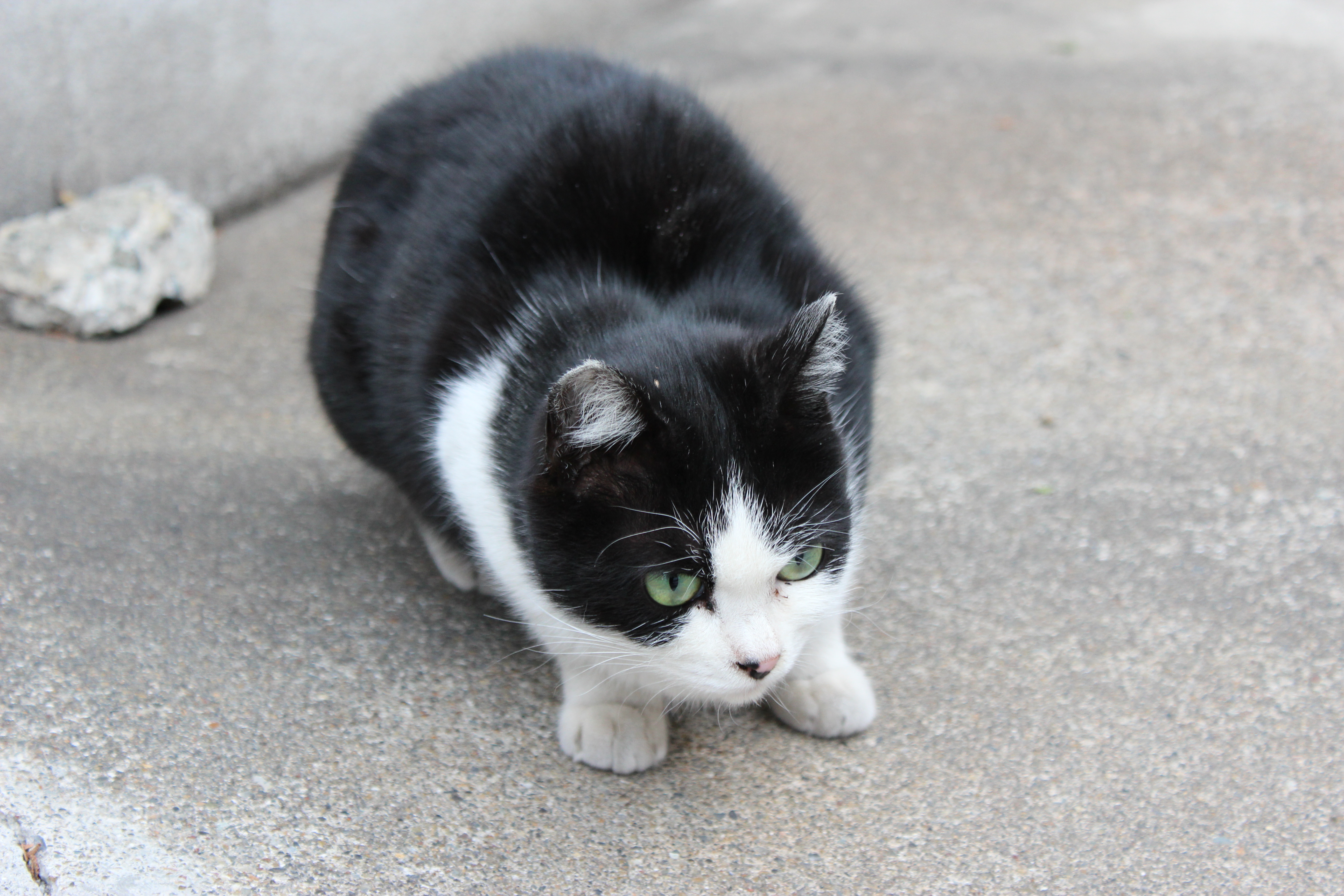 キヤノン EOS Kiss X5 実写画像 [デジタル一眼カメラ] All About