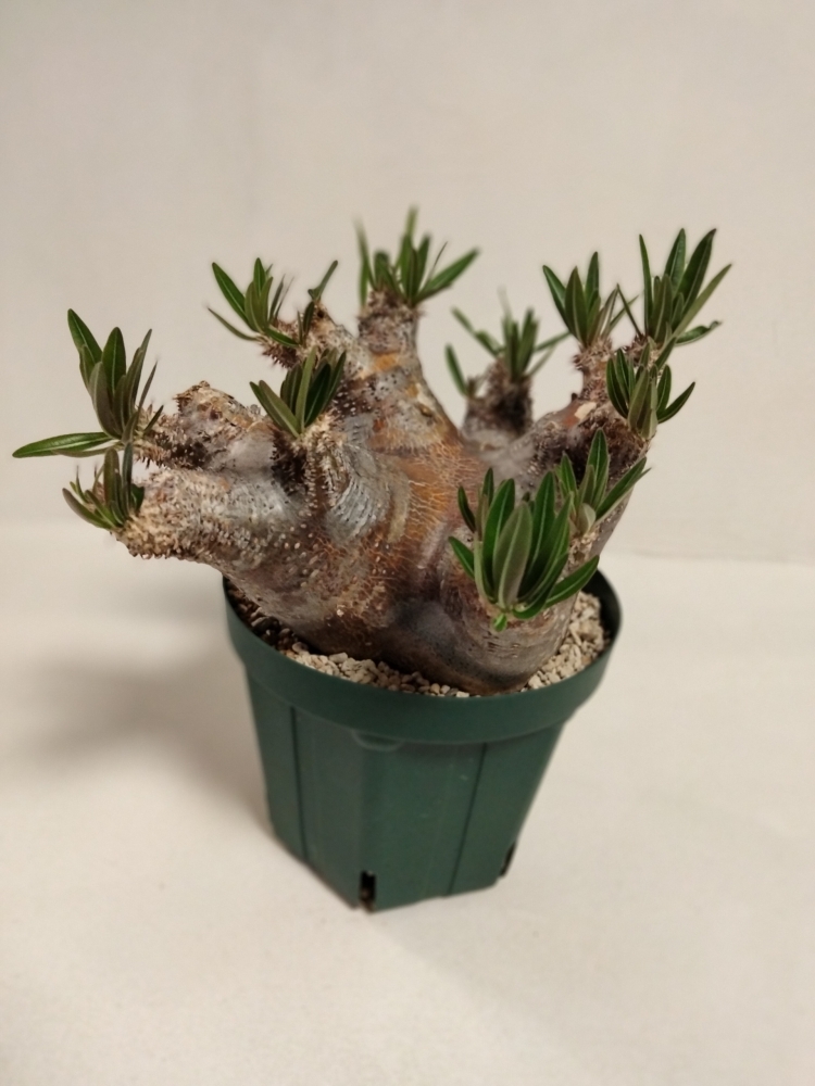 大きめイノピナツム！ 塊根植物 珍奇植物 高さ25センチ 横8センチ