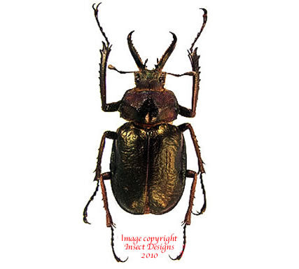 Sphaenognathus monguilloni (Peru) - quality dried beetles for sale