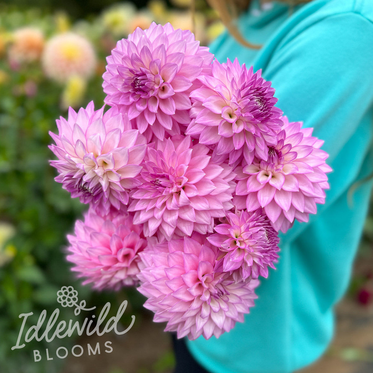 Clearview David Dahlia Tuber | Clearview David Flower Bulb
