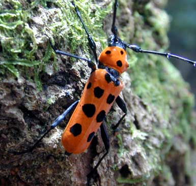 カミキリムシ（日本産カミキリ970種写真公開）