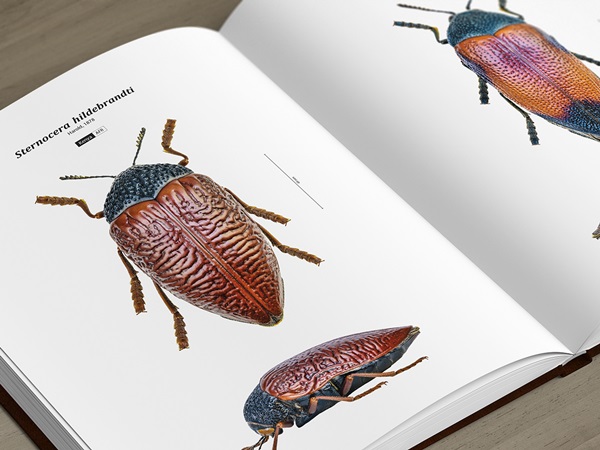 Jewel Beetles of the World