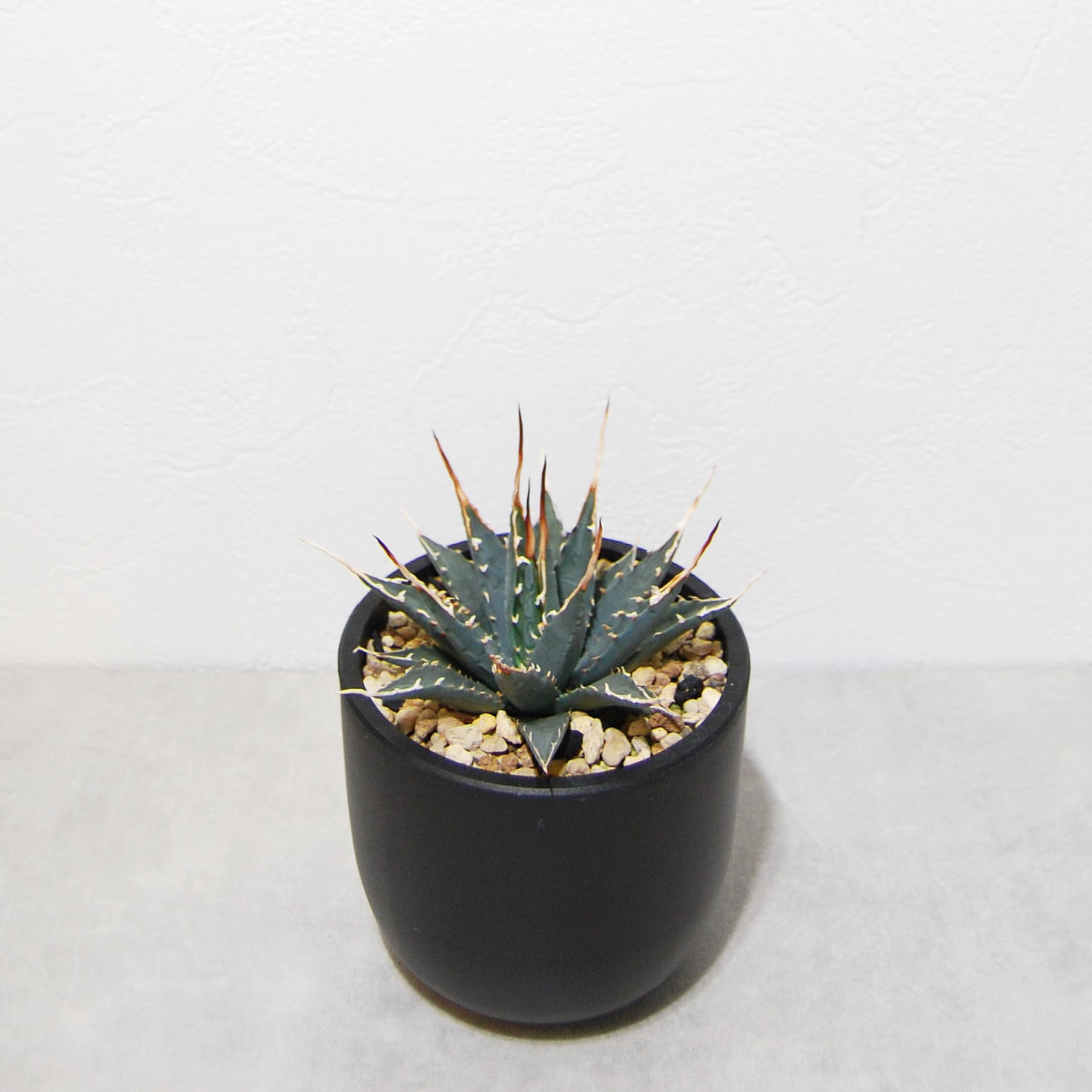 アガベ ユタエンシス エボリスピナ 実生 陽炎選抜 015 – linkplants