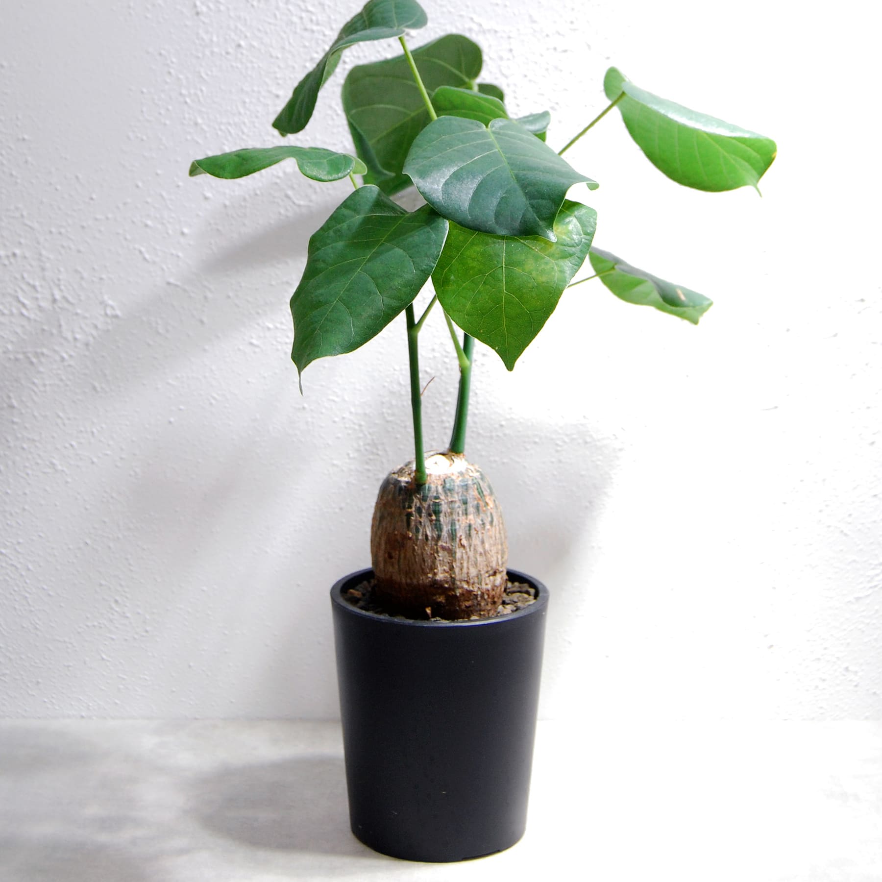 pseudobombax-ellipticum-039-05