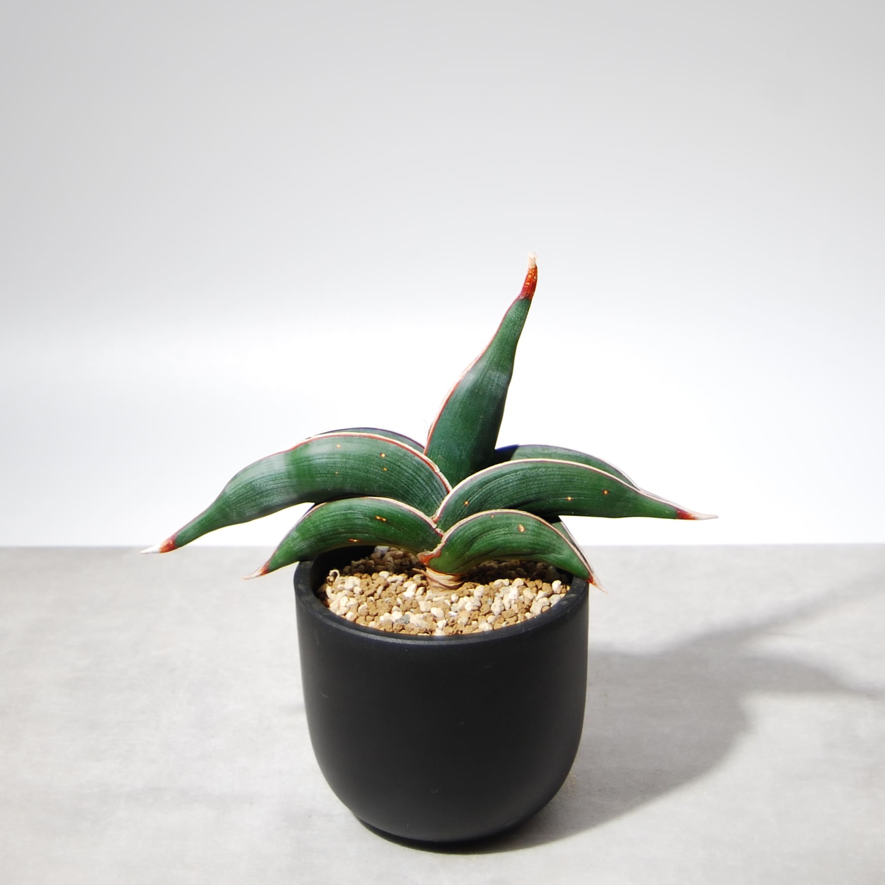 サンスベリア・ロリダ 001 – linkplants -リンクプランツ-