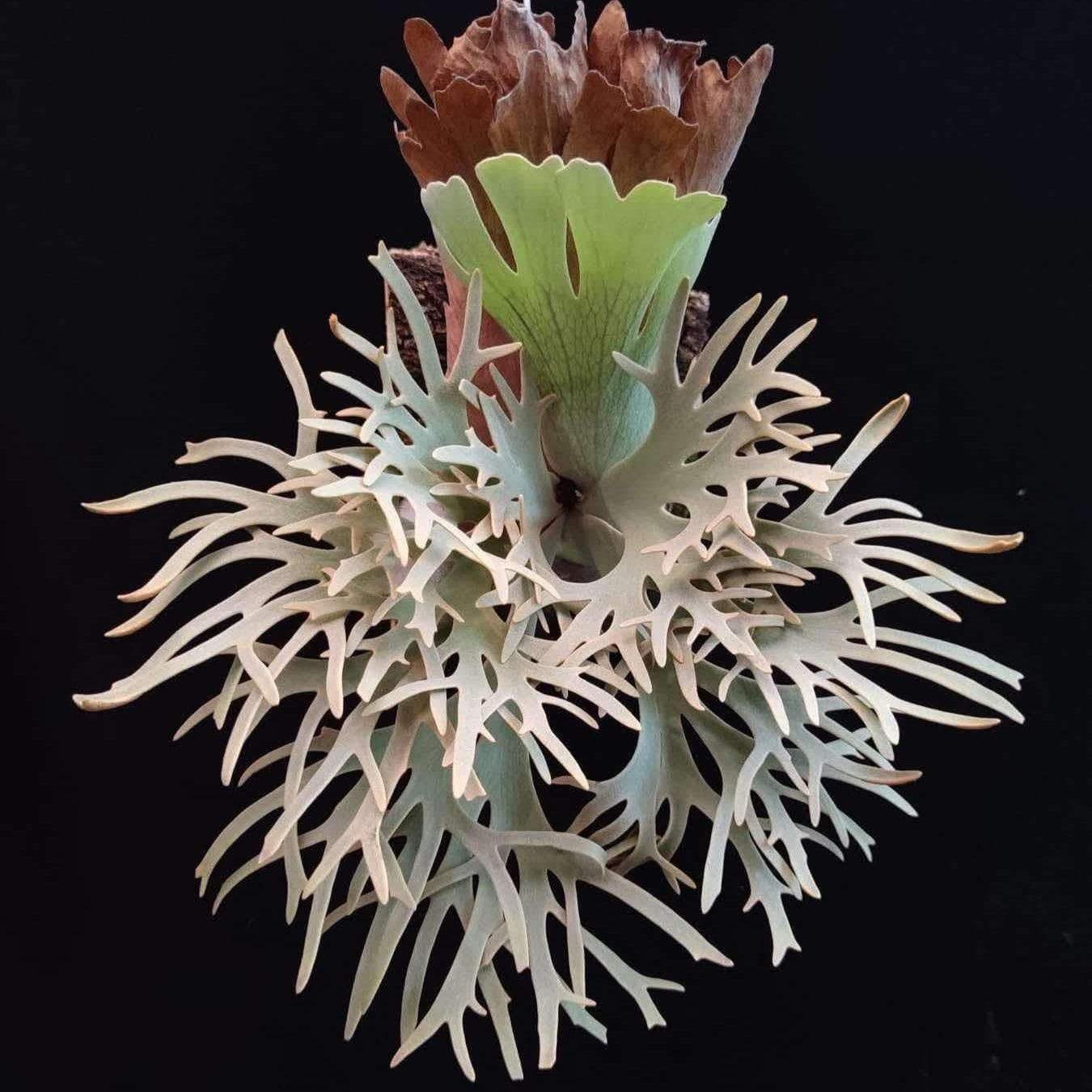 Yellow moon Dwarf (HHR Totoro) – Platy & Co