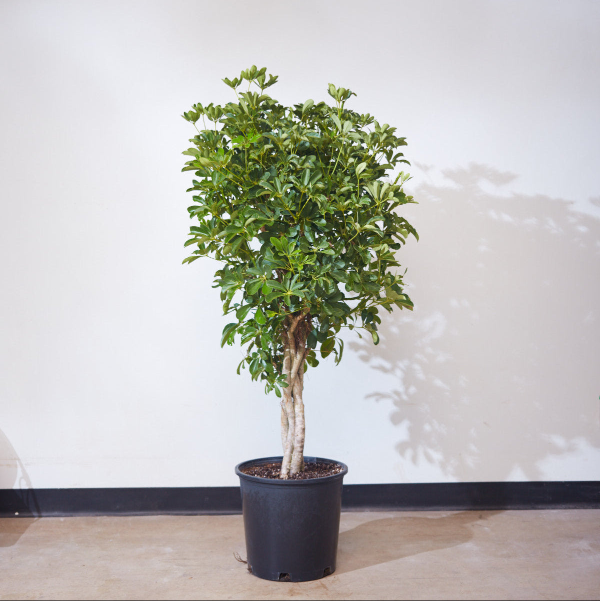 Braided Dwarf Umbrella Tree - 14