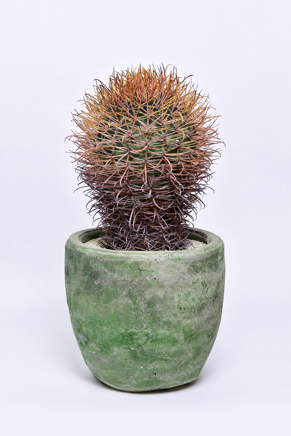 フェロカクタス 赤刺金冠竜 | 叢 – くさむら – Qusamura