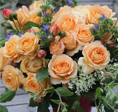 バラ ラドルチェヴィータ デルバール 剪定 開花の記録 2017 - roselog