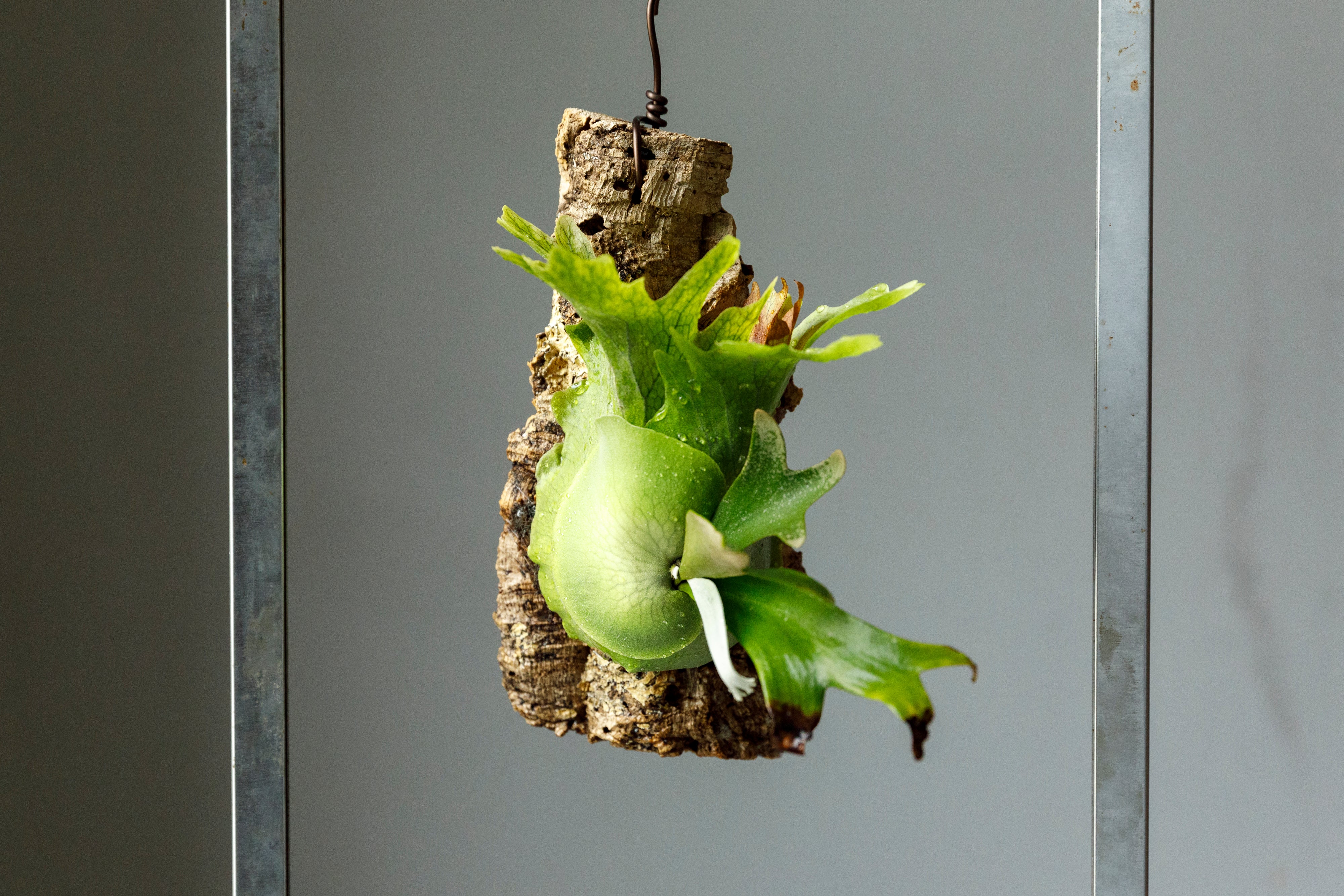 R*o様 エルブス ウィリンキー ビカクシダ 子株 ビ*☆様 エルブス