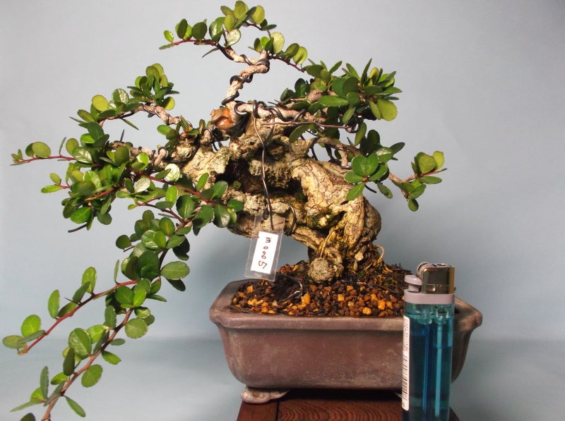 針蔓正木 沖縄盆栽 マッコウ 値下げ 針蔓正木 沖縄盆栽 マッコウ 値下げ