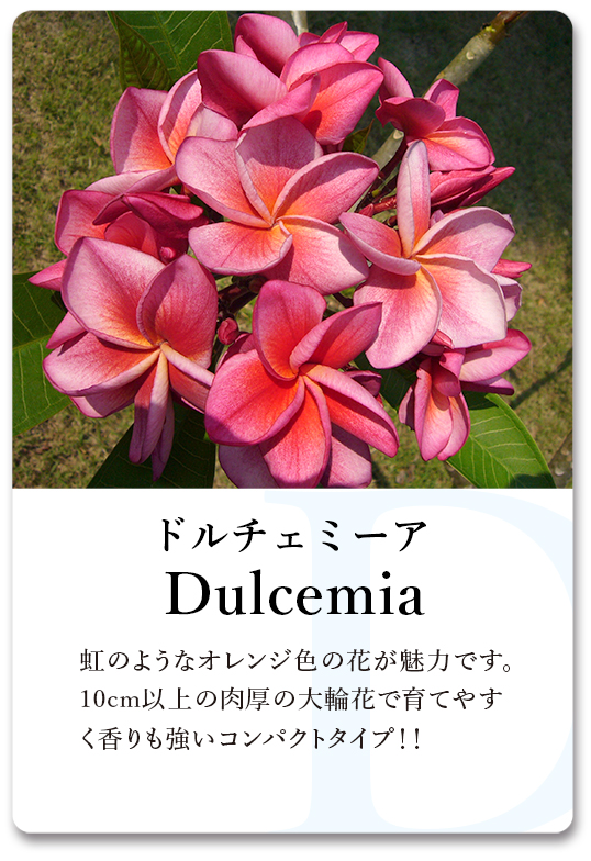 PLUMERIA GUIDE＜プルメリア図鑑＞ | サイタマ プルメリアフェスティバル