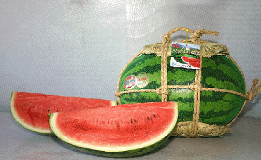 入善ジャンボすいか｜北陸の青果 | 自然人ネット