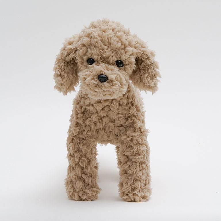 テディプードル ベージュ | DOGBASE YOKOHAMA